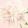 Duchess Peonies Blush Napkin Dinner