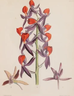 Joseph Paxton (1803–1865) Lithograph, Mormodes ignea