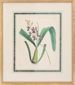 Joseph Paxton (1803–1865) Lithograph, Caucaea olivacea