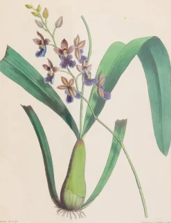 Joseph Paxton (1803–1865) Lithograph, Caucaea olivacea