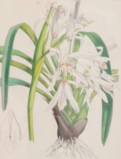 Joseph Paxton (1803–1865) Lithograph, Cymbidium mastersii