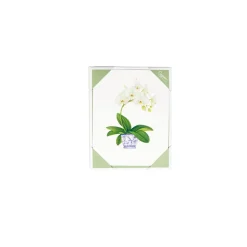 Potted Orchids Boxed Note Cards - 10 Cards and 10 Envelopes per Package