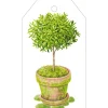 Potted Topiary Gift Tags - 4 Per Package