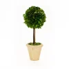 Preserved Boxwood 16" Single Ball Topiary Tree