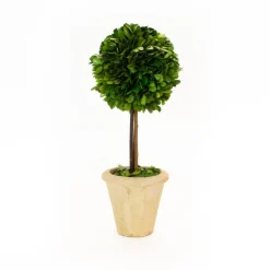 Preserved Boxwood 16" Single Ball Topiary Tree
