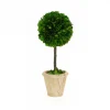 Preserved Boxwood 12" Single Ball Topiary Tree