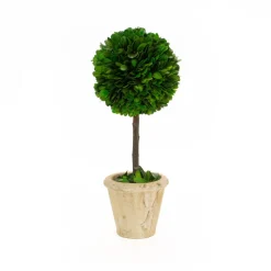 Preserved Boxwood 12" Single Ball Topiary Tree