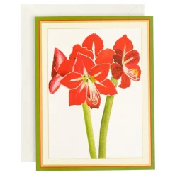 Red Amaryllis Large Boxed Christmas Cards - 15 Christmas Cards & 15 Envelopes