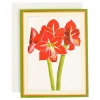 Red Amaryllis Large Boxed Christmas Cards - includes 15 Boxed Christmas Cards