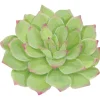 Succulents Die-Cut Placemat - 4 Per Package