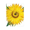 Sunflowers Gift Enclosure Cards - 4 Mini Cards & 4 Envelopes